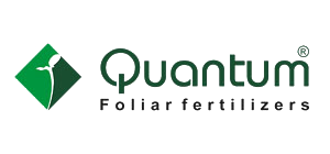 Logo Quantum