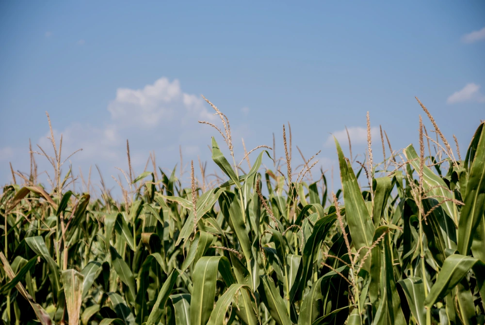 Produkty, které nabízíme, nejsou samostatným cílem. Jsou nástrojem k řešení konkrétních agronomických problémů -  od podpory kořenového systému přes lepší využití dusíku a fosforu až po zvládání stresu porostů.