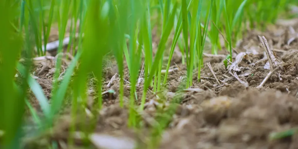 biostimulace osiva