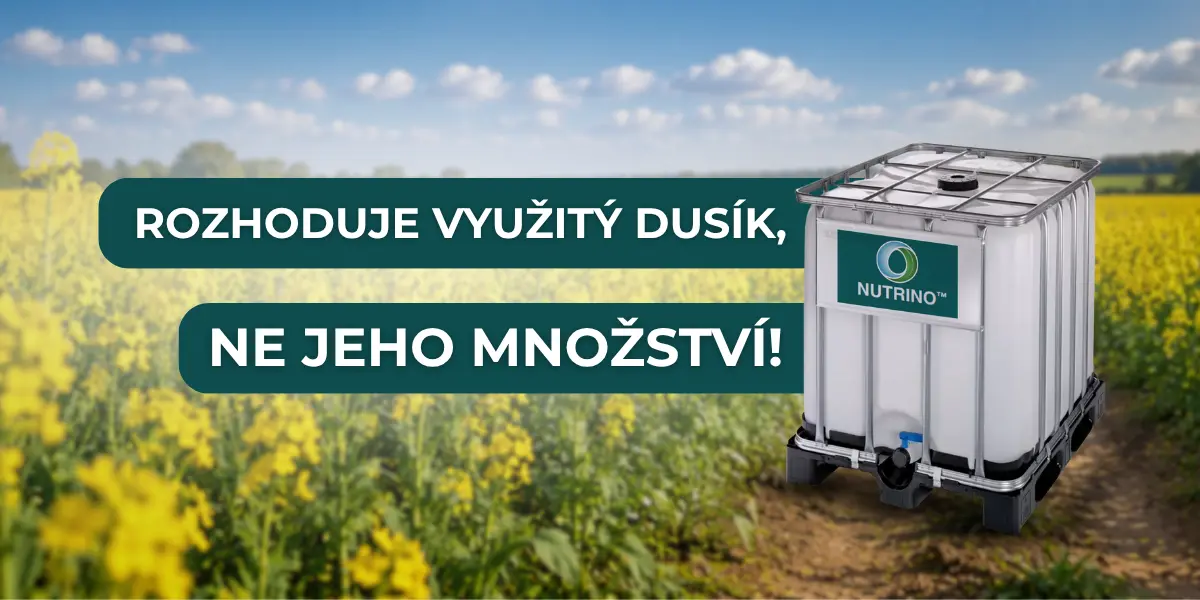 Podzimní přihnojení řepky